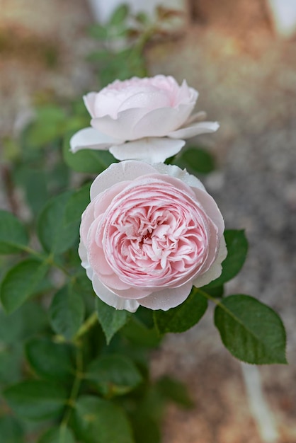 Close up of beautiful fresh pink rose flower in green garden