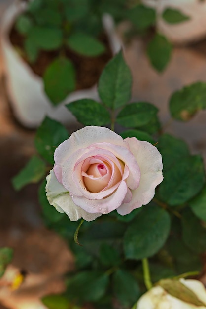 Close up of beautiful fresh pink rose flower in green garden