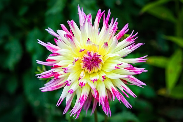 Close-up beautiful fresh pink-yellow dahlia flower on a background of grass 