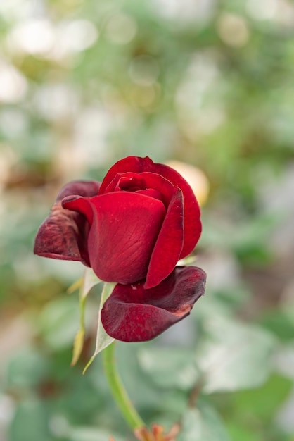 Photo close up of beautiful fresh red rose flower in green garden