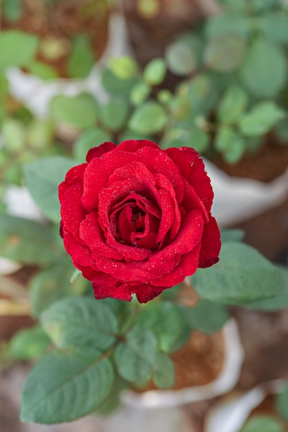 Close up of beautiful fresh red rose flower in green garden