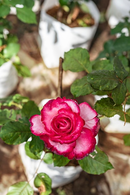 Foto primo piano di una bella rosa rossa fresca nel giardino verde