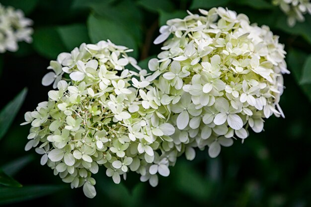 Close-up beautiful fresh white hydrangea flower