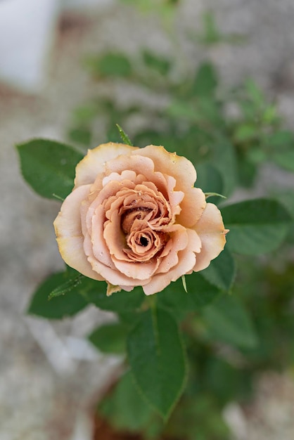 Primo piano di bella rosa gialla fresca fiore nel giardino verde