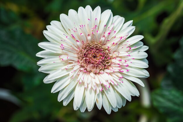 Close up of a beautiful gerbera