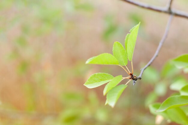 Close up on Beautiful Green Leaves Details