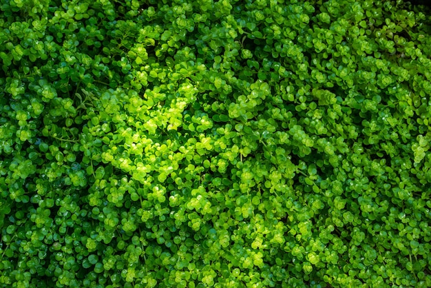 美しい緑の苔の森を閉じます。