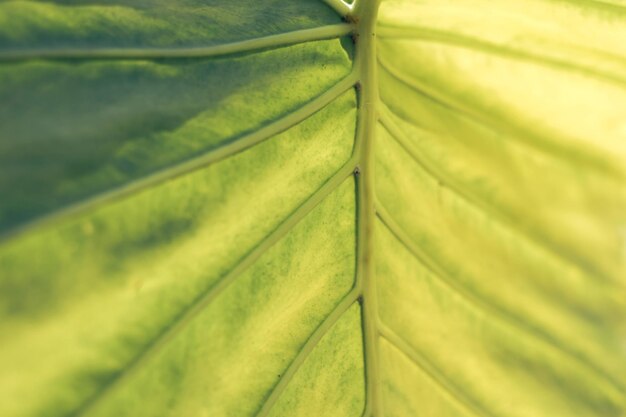 Close up beautiful green yellow leaf background texture Macro photography view