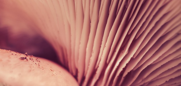 Close up Beautiful growing mushrooms in the red light tree background Macro Photography view