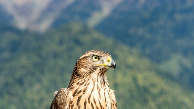 Close-up of beautiful hawk. Autumn in Abkhazia.