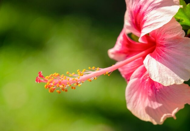 녹지에 꽃가루와 아름 다운 Hebiscus 꽃을 닫습니다 배경을 흐리게