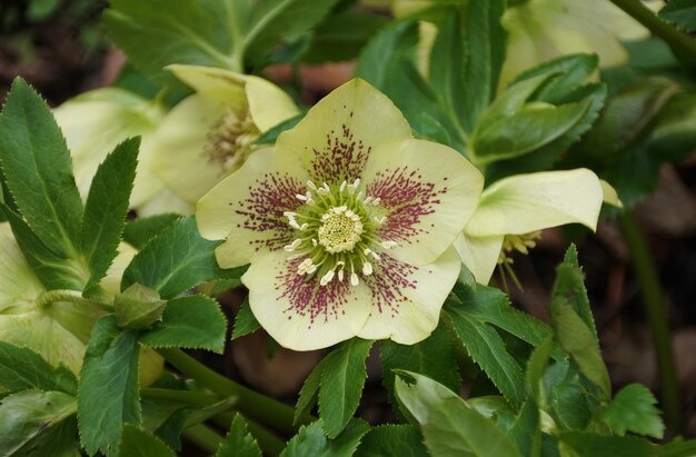 Photo close up of the beautiful hellebore 39yellow lady39 flower at full bloom