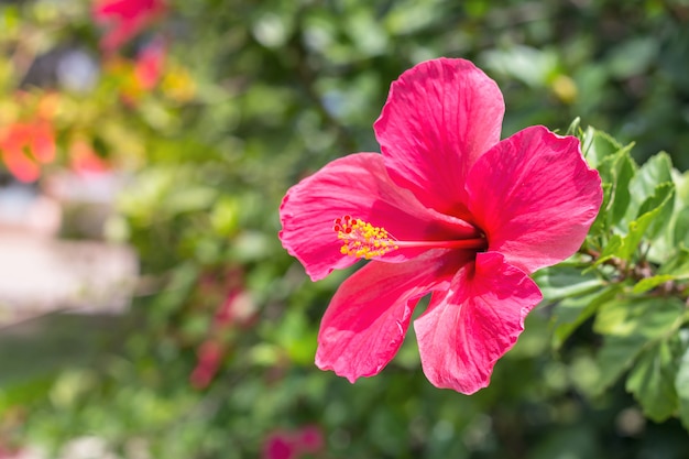 美しいハイビスカス、庭に咲いているチャバの花を閉じます