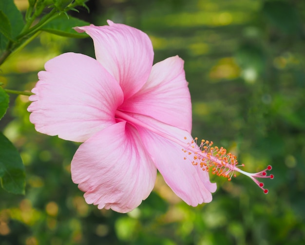 Close up beautiful hibiscus flower with green leaves