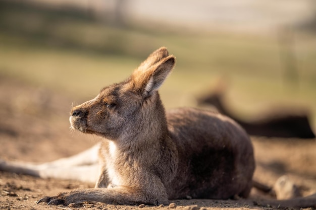 close up of a Beautiful kangaroo in the nsw Australian bush Australian native wildlife in a national park in Australia