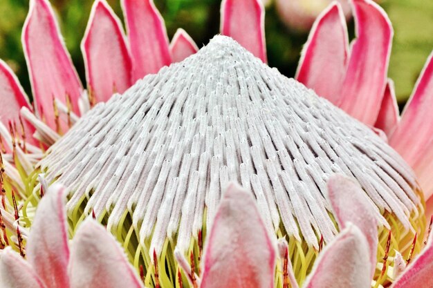 Close up of a beautiful King Protea