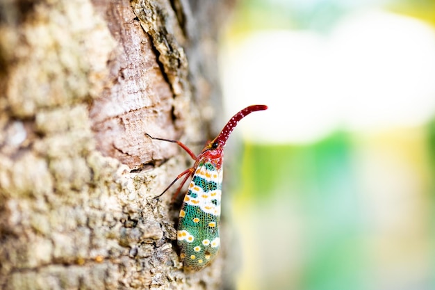 Крупный план Красивые Lanternfly Pyrops Candelaria или Fulgorid Bug Planthopper ползают по дереву