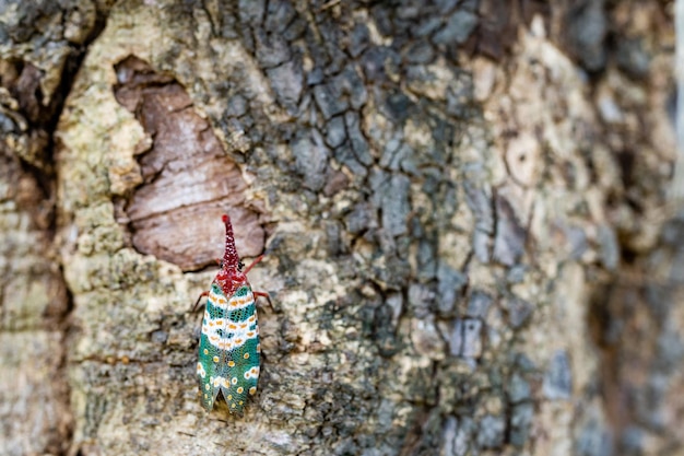 Close up Beautiful Lanternfly Pyrops Candelaria Or Fulgorid Bug Planthopper Crawling On The Tree At