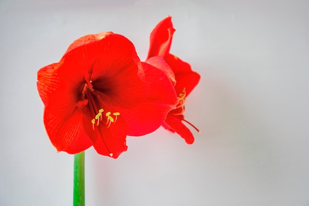 Close up of beautiful large red flowers