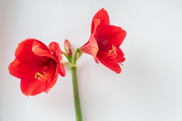 아름 다운 큰 붉은 꽃의 클로즈업