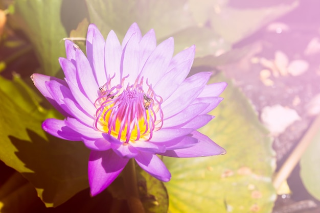 Close up of beautiful lotus blossom with leaves