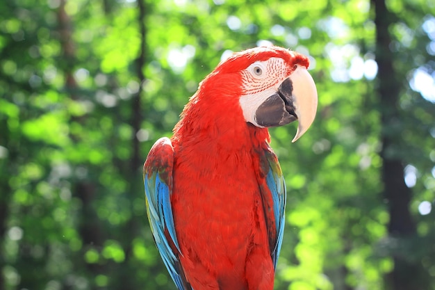 Close up beautiful macaw parrot on blurred background