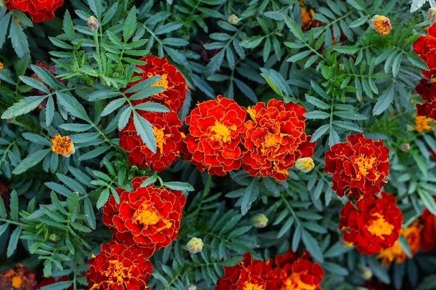 Close up of beautiful Marigold flowers