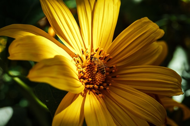 Close-up of beautiful Mexican in nature background