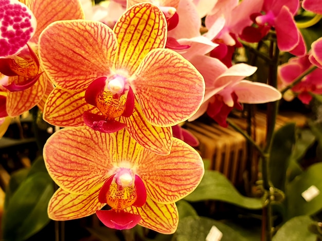 Close up of beautiful moth orchid flowers in the garden