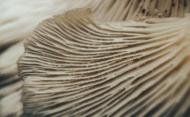 Foto prossimo piano bellissimi funghi consistenza di sfondo vista di fotografia macro