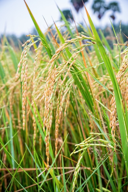Image of Field of rice with green stalks of grass