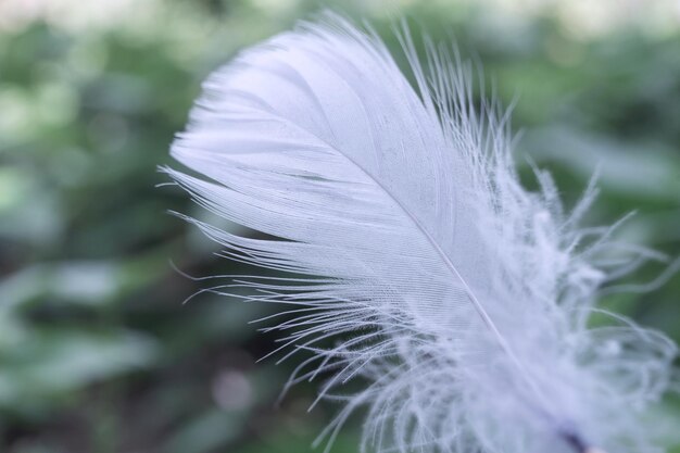 Close up Beautiful one Bird feather on a bokeh Pattern background for design texture