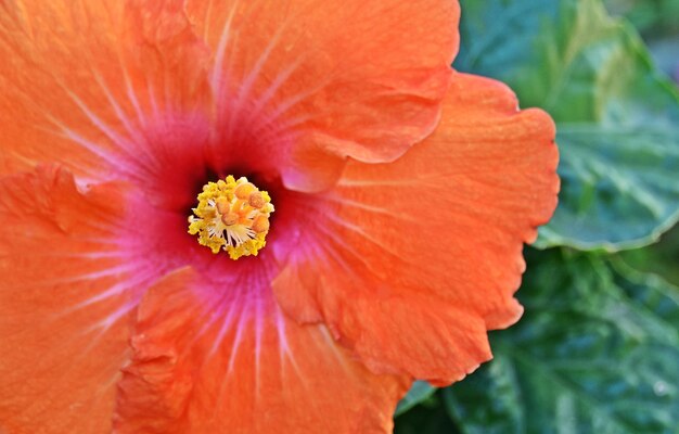 美しいオレンジ色のハイビスカスの花のクローズ アップ