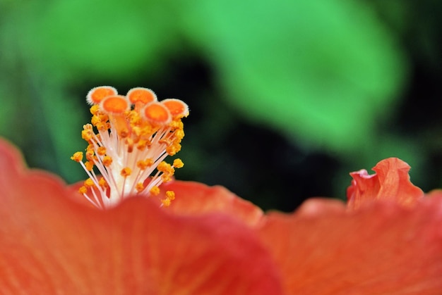 美しいオレンジ色のハイビスカスの花のクローズ アップ