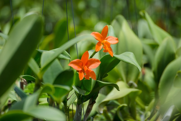 写真 自然の背景を持つ庭で美しい蘭の花を閉じます。