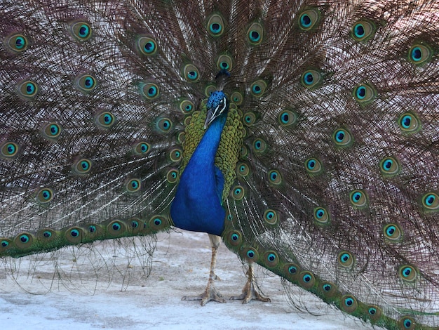 Foto prossimo piano di un bellissimo pavone