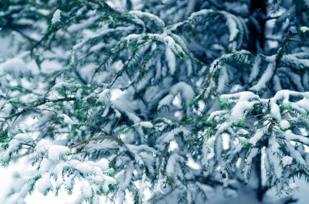 Close up of beautiful pine branch covered with snow in winter season. Natural tree in cold