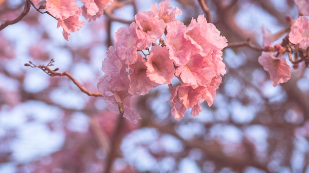 Close-up beautiful pink bloosom flower . wedding  or valentine background. love concept .Soft blur focus. In sepia vintage pastel toned