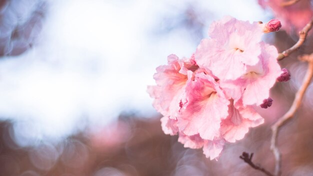 クローズアップの美しいピンクの花。結婚式やバレンタインの背景。愛の概念。ソフトブラーフォーカス。セピア調のヴィンテージパステル調