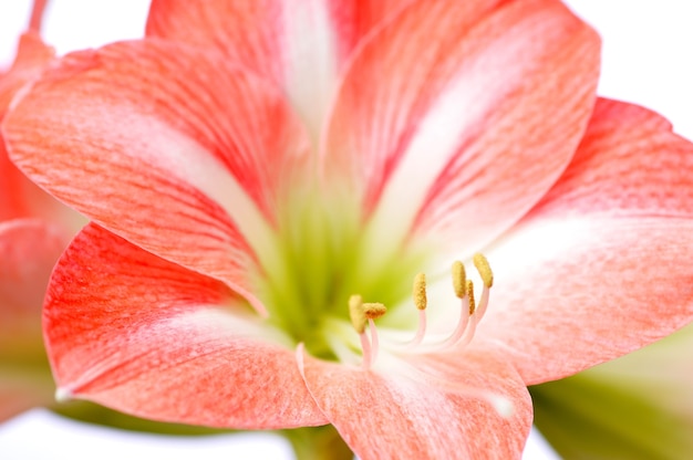 흰색 장면에 아름 다운 분홍색 꽃이 만발한 꽃의 근접 촬영