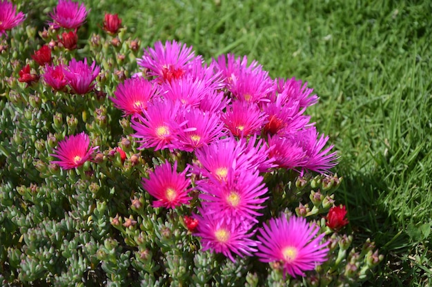 Close up of beautiful pink flower located in the city park of Quito