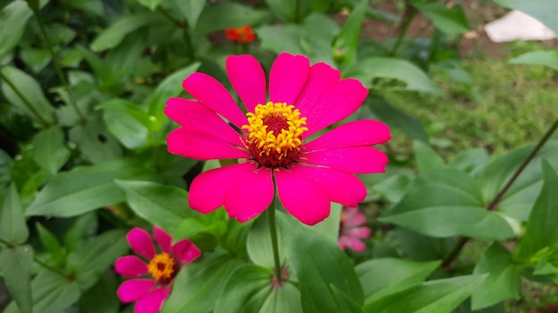 クローズアップ、緑の葉の中で美しいピンクの花01