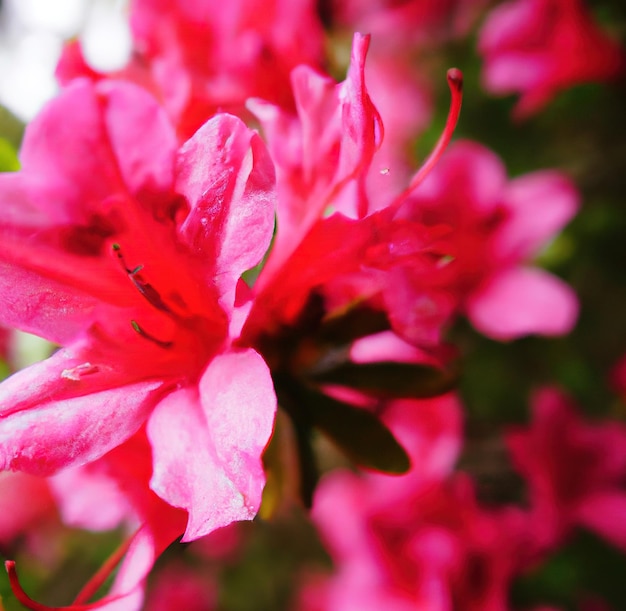 Close up of beautiful pink flowers over green leaves