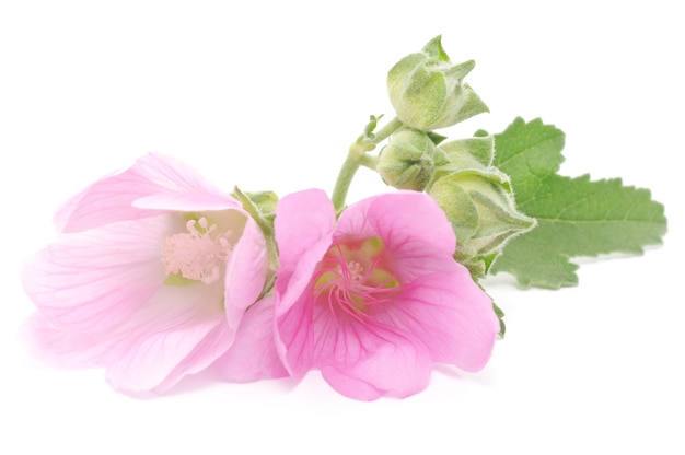 Close up bellissimi fiori rosa