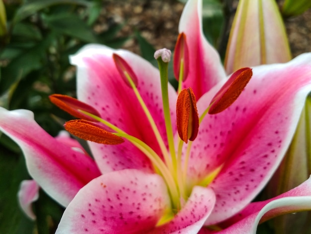 Close up of beautiful pink lily flower.