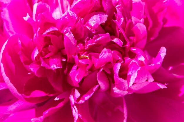 Close-up of beautiful pink peony flower