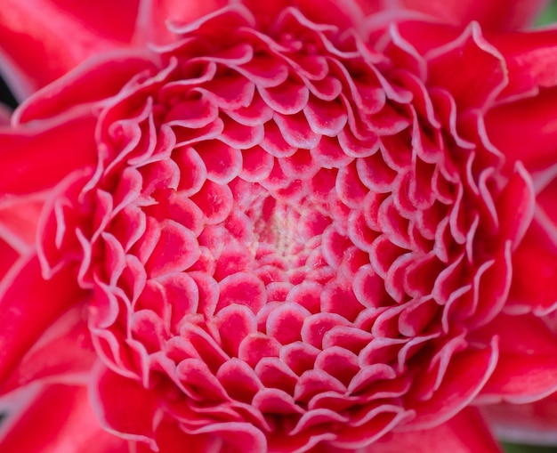 Photo close up beautiful pink petal of torch ginger flower which it make freshness.