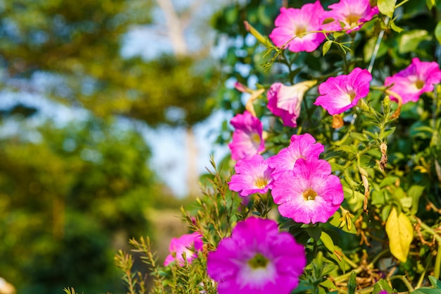 햇빛이 비치는 정원에 있는 냄비에 아름다운 분홍색 페튜니아 꽃을 닫습니다.