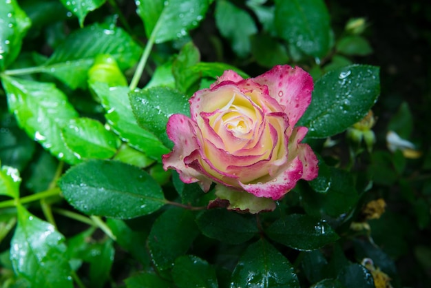 close up of beautiful pink rose flower with rain drops in garden at night in dark