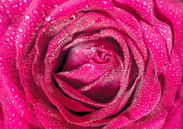 Close up the beautiful pink rose sweet color natural floral background